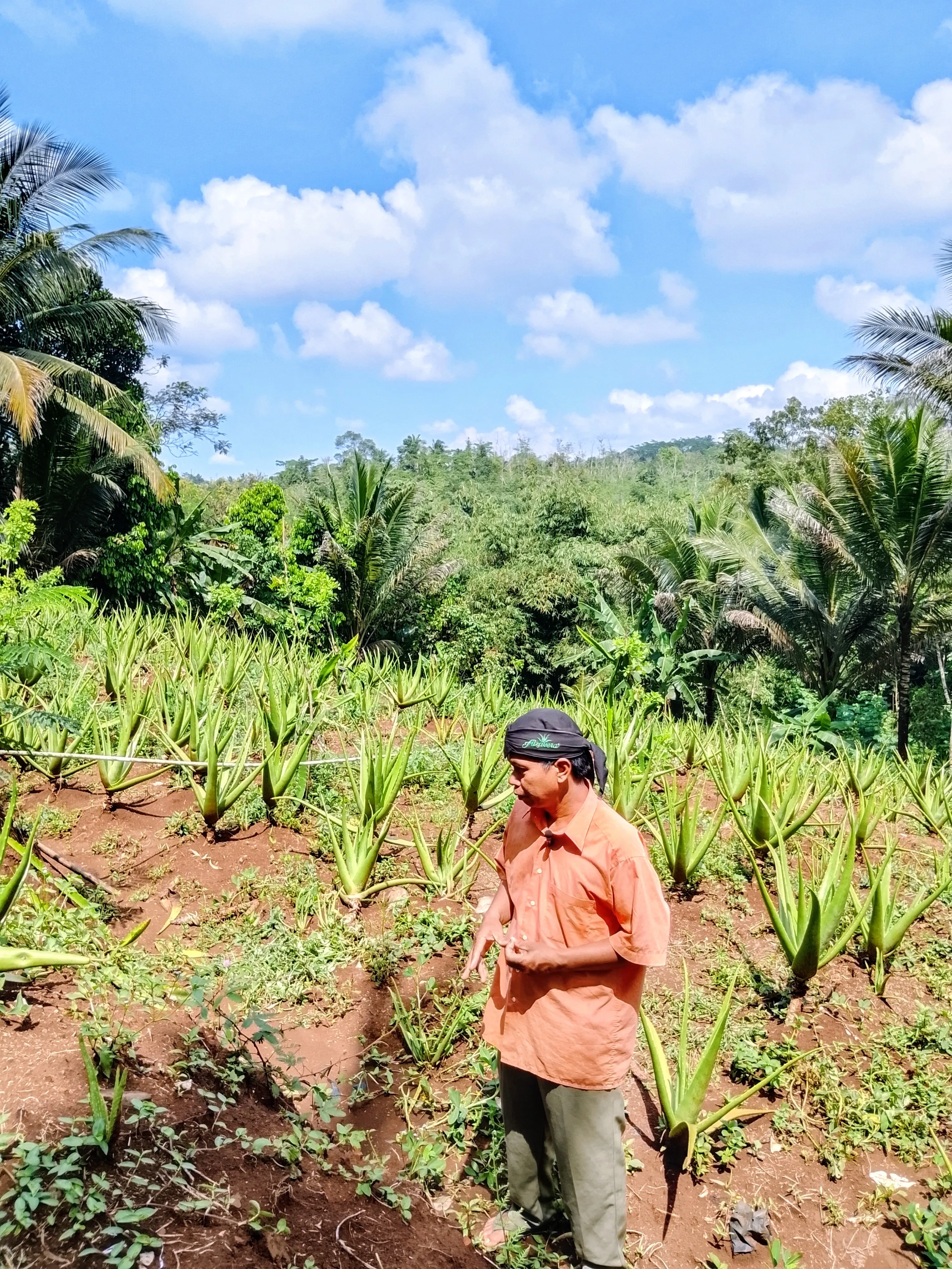 Aktivitas Kebun Alzavera 1