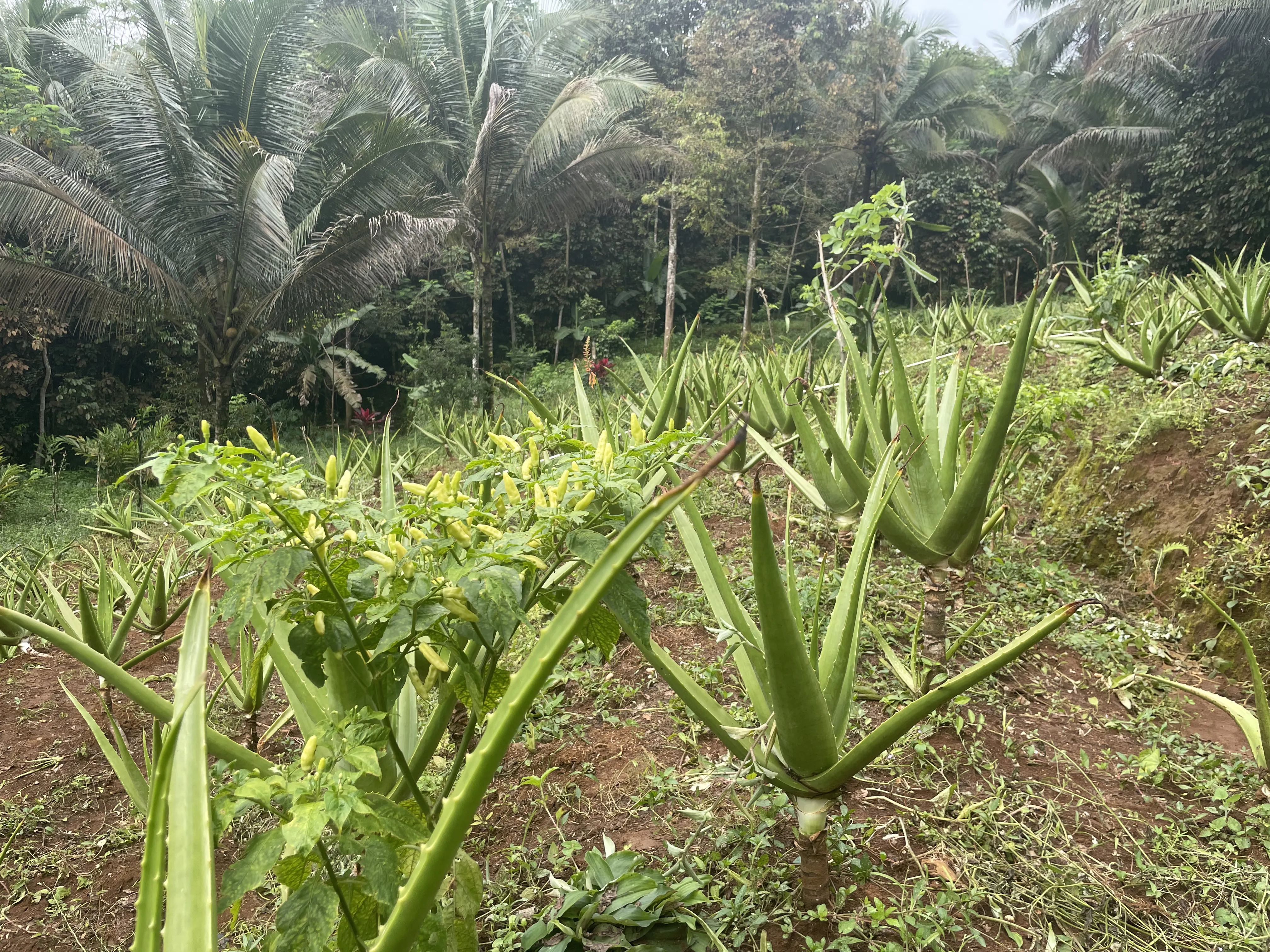Aktivitas Kebun Alzavera 2