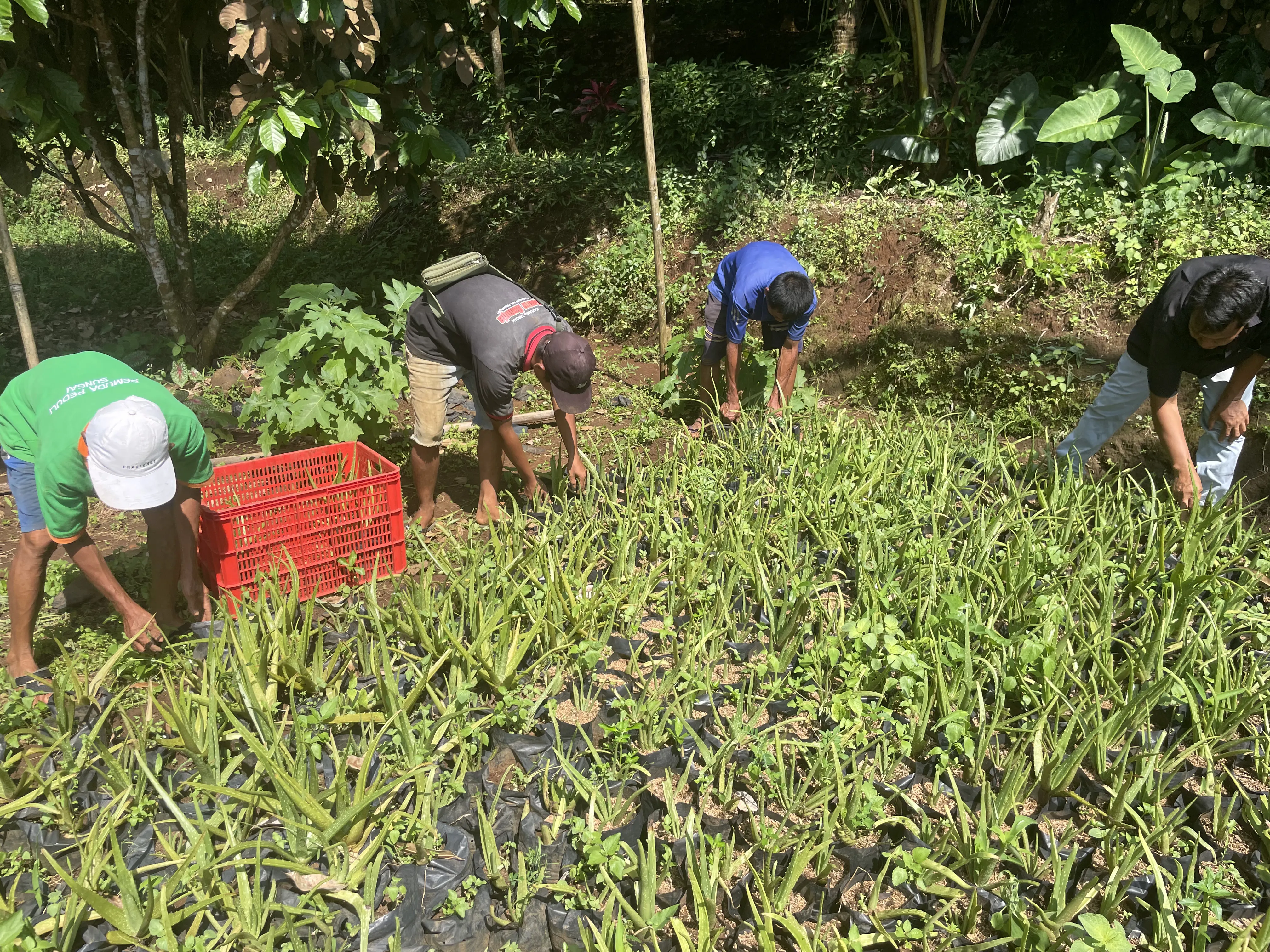 Aktivitas Kebun Alzavera 3